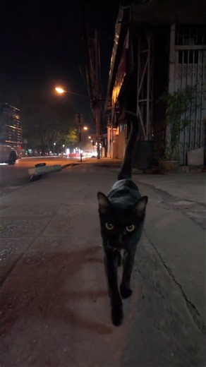cat afraid of being alone #catshorts #catvideos #catshorts