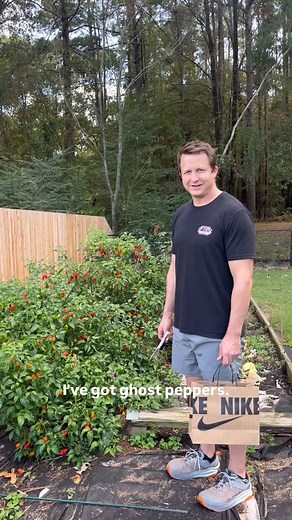 31 reactions · 3 comments | Ghost peppers are ready for harvest! @savs_salsa - Shop the website for direct delivery  savssalsa.com | Sav's Salsa | Facebook