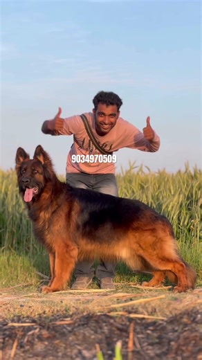 Show quality long hair German Shepherd dog stud#music#song#template#import pedigree#dance#shorts