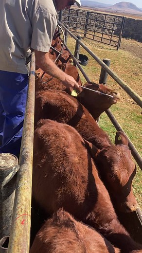 Treating Liver Fluke in Cattle | Farm Life Video Tutorial