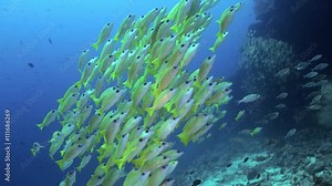 A flock school of tropical fish on the reef in search of food. Amazing, beautiful underwater marine life world of sea creatures in Maldives. Scuba diving and tourism.