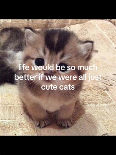 Liou's Passion for Cats: A Celebration of Feline Love