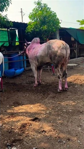 #PowerfulBail #Bailgada #BullPower #DesiSwag #VillageLife #RuralIndia #BullRace #Marathi