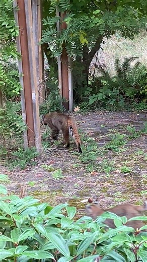 Mother Bobcat and Kitten Walk Past My Window - Eugene, Oregon