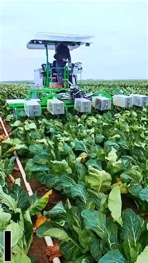 VEGETABLE TYING MACHINE – EFFICIENT HARVEST SOLUTION!