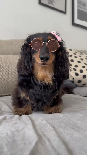  Loved by dogs and recommended by dog owners, ProDen PlaqueOff® helps reduce plaque and tartar while freshening breath – all in a simple daily routine. | Swedencare UK | Facebook