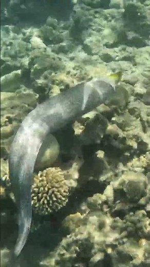 Green Faced Moray Eel Weaving Through Coral 🐍🪸👀