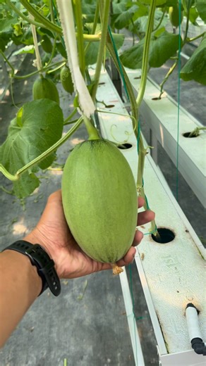 🍈 🍃 #nftsystem #melonhidroponik #hydroponics #hidroponik | Widiana