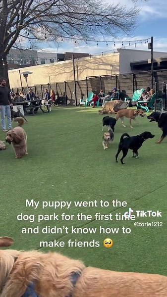 Adorable Puppy's First Visit to the Dog Park