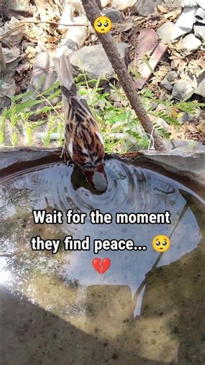 Little Sparrow and Squirrel Sharing a Moment of Peace 🕊️🐿️✨