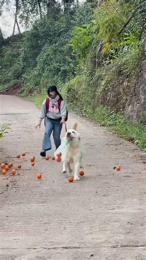 Helpful Dog Tries to Help Grandma… But Ends in Tomato Disaster 🐶🍅