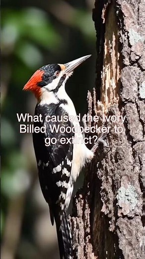 Ivory Billed Woodpecker