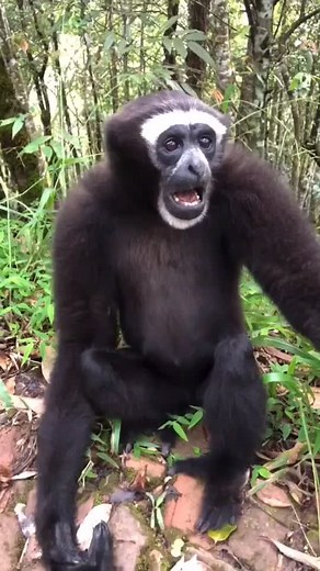 Gibbon Singing Behavior: A Sign of Happiness and Courtship