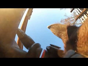 Cow plays with GoPro