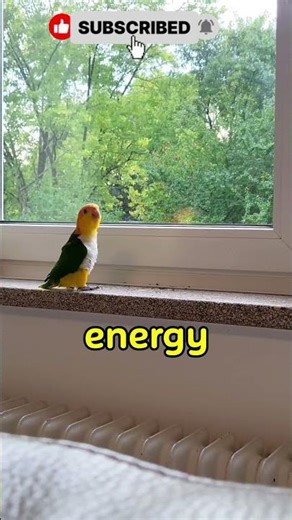 Caique Dancing Like a Pro — Too Cute to Miss! #shortvideo #shorts