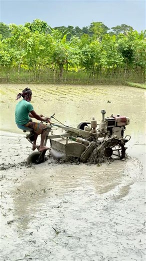 Traditional Rice Planting Process by Farmers