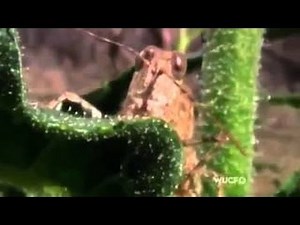 BBC How Plants Communicate & Think - Amazing Nature Documentary