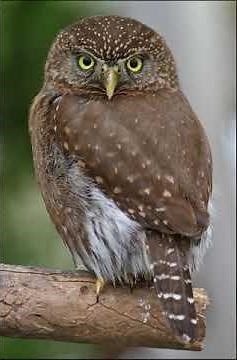 36 Pygmy Owl, Ferruginous Female alarm call