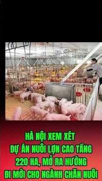 HANOI CONSIDERES 220-HECTARE HIGH-RISE PIG FARMING PROJECT, OPENING A NEW DIRECTION FOR THE LIVES...
