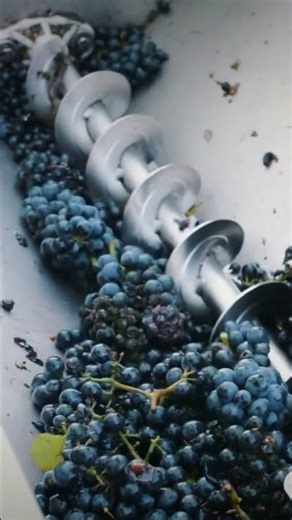 देखिए WINE कैसे बनती है | Traditional Wine Making Process