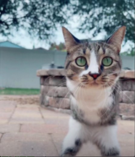 This double amputee cat is knows as the kangaroo cat ❤️ 🐱 | Furry Tails