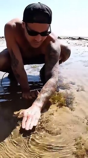 211K views · 1.7K reactions | over the many years I’ve learnt that the female giant mud crabs are a lot more aggressive, quicker and more deceiving than males #fypシ゚viral #fypシ゚ #fyp #fyppage #fypシ゚viralシ #usa #australia #uk #canada | Brodiemoss | Facebook