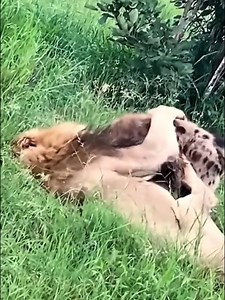 The first fight between a lion and a wolf | Criminal Life