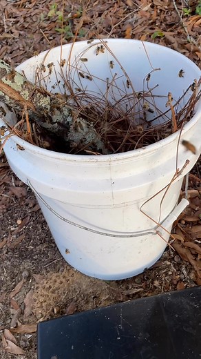 1.4K views · 25 reactions | Chow time at the bee yard!  | Ed's Backyard Bees | Facebook