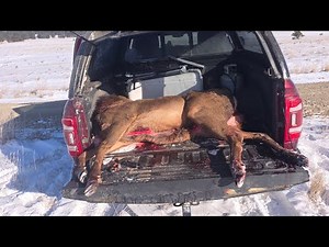 Processing elk #elk #elkhunt #elkhunting