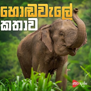 හොඬවැල දැකලා තියෙනවද? 🐘 | Helakuru