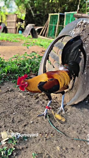 Understanding Sabong: The Culture Behind Cockfighting