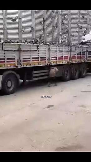 Basic lang Kay boy Dakma 😁 #reels #birds #pigeon #animals #pigeonracing | A.M LOFT T.V