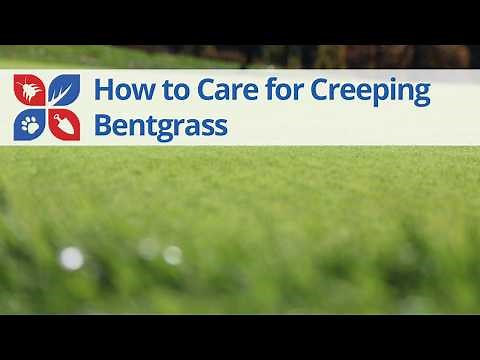 How to Care for Bentgrass | DoMyOwn.com