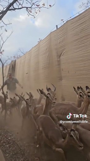 Excellent start to Day 2 of our Game Capture in Louis Trichardt... 🔥 #wildlife #limpopo #gamecapture #premiumwildlife #viral #africa #conservation