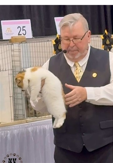 Exotic Shorthair Kitten Highlights