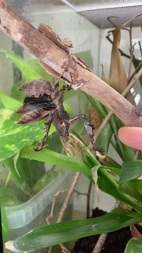 Giant angry Vietnamese ghost mantis