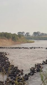 9.8K reactions · 279 shares | Mara River flooding with hooves of...