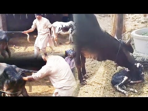 Handle Case Of Dystocia In Cow By Dr Imran Ali #youtubevet #cow #animal 
