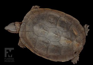 Southeast Asian box turtle