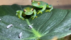40 reactions | How to Build a Paludarium + Meet all my Glass Frogs! In this video, I will be introducing you to all my Glass frogs! I own a group of Northern glass frogs (Hyalinobatrachium fleischmanni) and a few Granular glass frogs (Cochranella granulosa). We'll feed them and more! Following this, I am going to walk you through a step by step process on how to setup a beautiful paludarium! Hope you enjoy! (Link to full video in comments) | Reptiliatus | Facebook