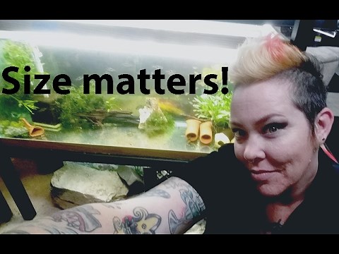 Schooling vs Shoaling - Why does it matter?