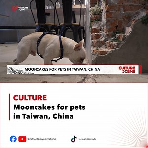 69K views · 972 reactions | A restaurant in Taiwan is introducing mooncakes aimed at a very special clientele: pets. The treats, which are traditionally eaten and given as gifts during the Mid-Autumn Festival, are allowing our furry companions to join in the festive fun. #vietnamtoday #vietnam #MidAutumnFestival #MooncakeSeason #FurryFriends | Vietnam Today | Facebook