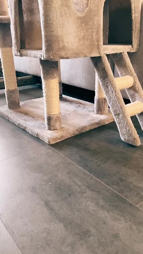 @thanos_le_chat #cat #baby #love#foryou #arbreachat #chat