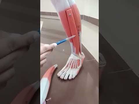 Full Lower Limb Anatomy Model | Adductor Muscle Correction by Aden | Med & Beyond