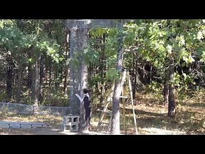 Squirrel dog training using a tube at Missouri Ozarks Mountain curs