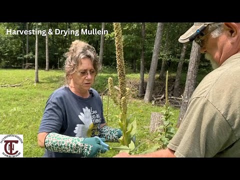How to Harvest and Dry Mullein