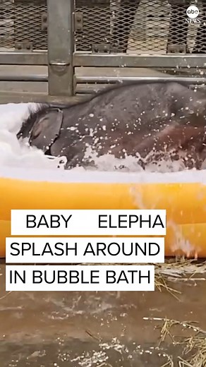 95K views · 1.1K reactions | SPLISH SPLASH: These baby elephant brothers really 'tested the waters' for their first bubble bath. | ABC News | Facebook