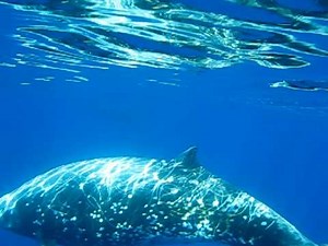 Cuvier's Beaked Whales