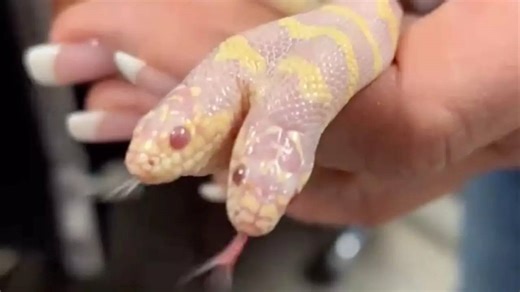 Watch: Extremely-Rare Two-Headed Snake Breaks the Internet