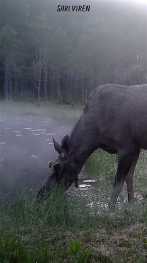 Hirvi juomassa lammen rannalla – Peaceful Moment: Moose Drinking by the Lake in Morning Mist